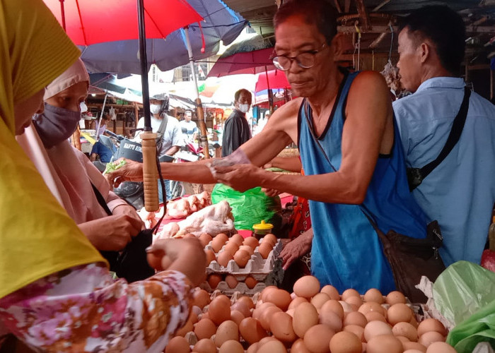 Harga Pakan Ternak Naik, Harga Telur Ayam Tembus Rp33 Ribu Perkilogram 