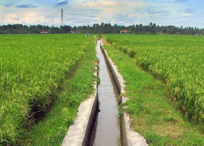 Subsidi Air Bendungan Siram 560 Hektar Padi