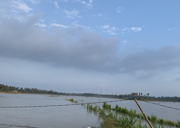 Banjir Paksa 25 Hektar Padi Ditanaman Ulang