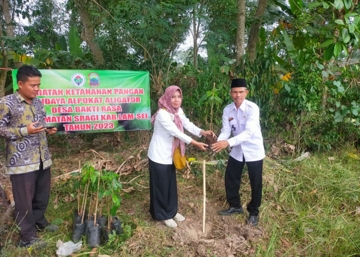 Jaga Sumber Pangan Masyarakat, Pemdes Baktirasa Tanam 100 Pohon Alpukat