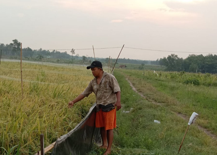 Meski Kemarau Panjang, Petani di Desa Bandarejo Natar Tetap Panen Padi 4 Kali Satu Tahun, Begini Caranya