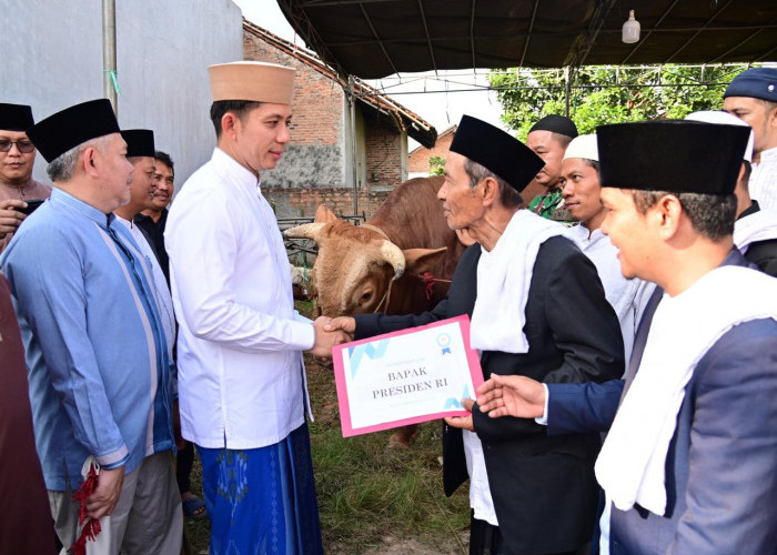 Bupati Egi Serahkan Hewan Kurban Dari Presiden RI