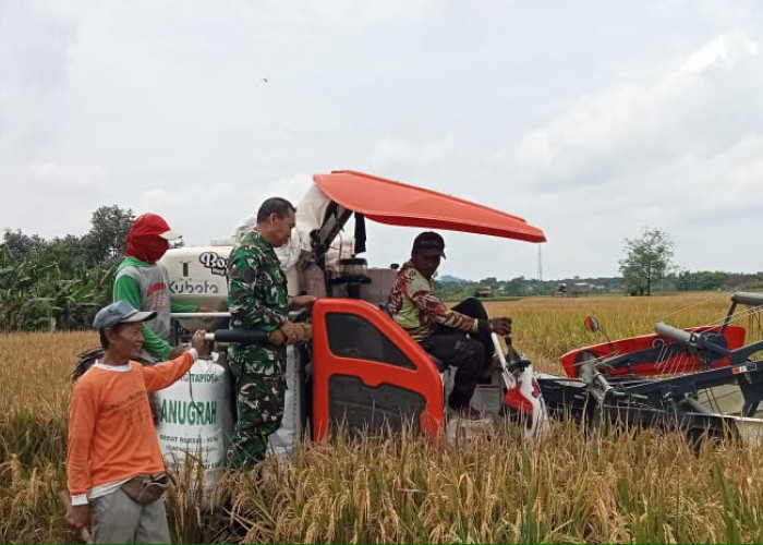 Untuk Mewujudkan Pengelolaan Hasil Panen Padi Lebih Baik, Babinsa Koramil Natar Dampingi Petani Panen Raya