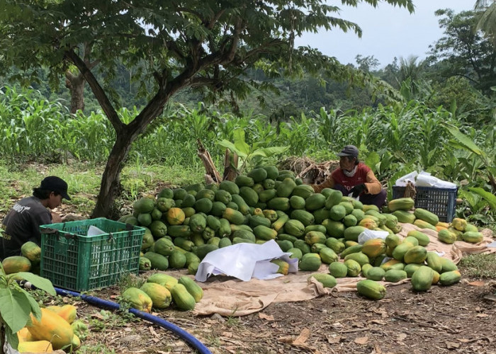 Harga Pepaya Anjlok dari Rp 5.000 jadi Rp 2.000