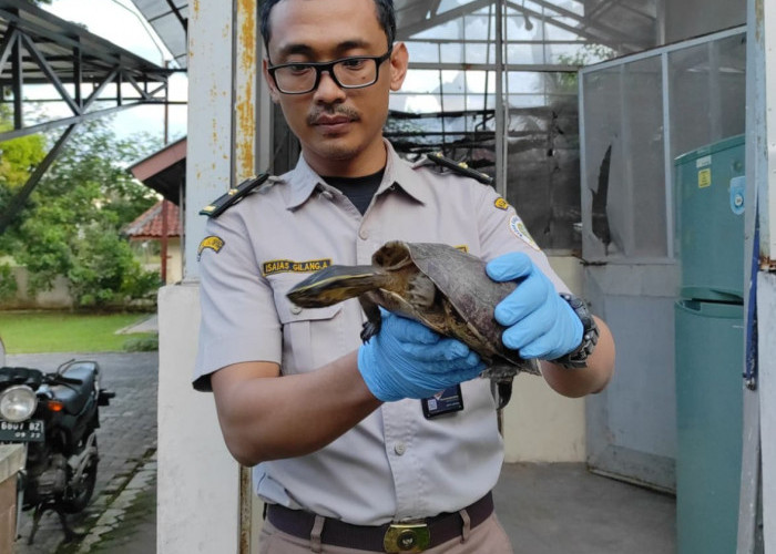 Karantina Lampung Gagalkan Penyeludupan 60 Ekor Kura-kura Ambon di Pelabuhan Bakauheni 