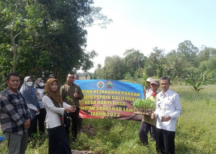 Desa Baktirasa Punya Kebun Pepaya