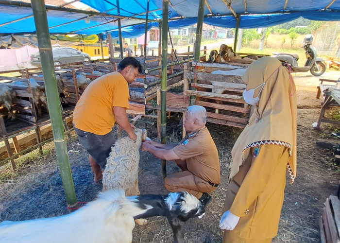 Hewan Kurban Pilek, Disnak: Tidak Berbahaya