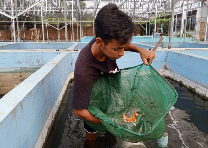 Selain Budidaya Berbagai Ikan Konsumsi, UPTD Perikanan Kecamatan Natar Kembangkan Puluhan Jenis Ikan Hias