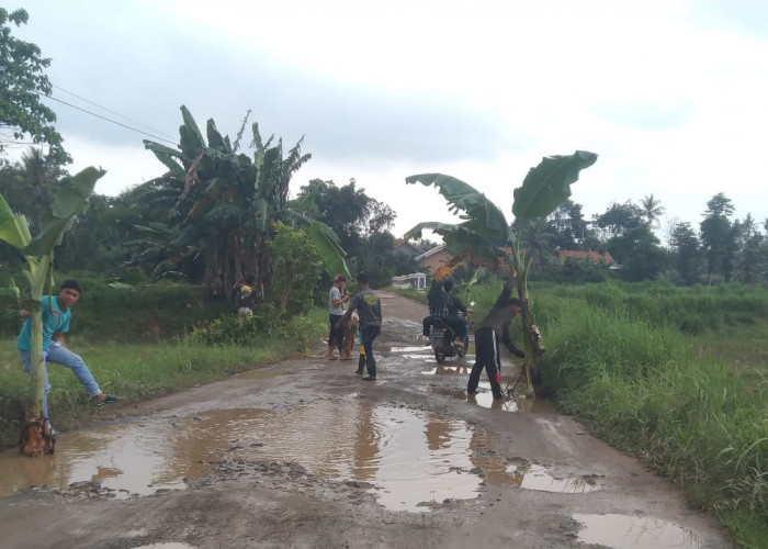 Protes Jalan Rusak Warga tanam pohon pisang dan mandi lumpur di jalan di Desa Karang Pucung,  Way Sulan, Lamse