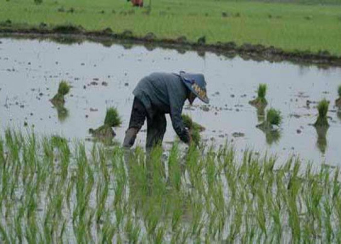 Kejar Ketersediaan Air, Musim Tanam Padi Dikebut