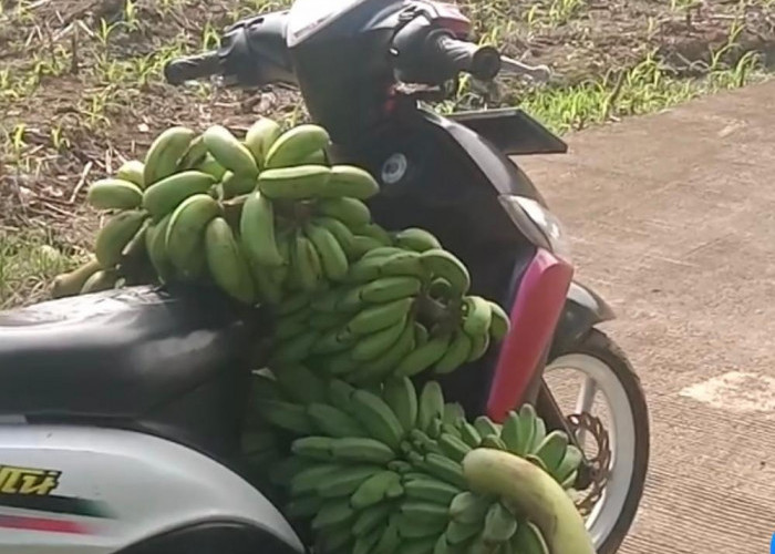 Kocak! Kepergok Pemilik Kebun, Seseorang Diduga Maling Pisang Malah Tinggalkan Motornya