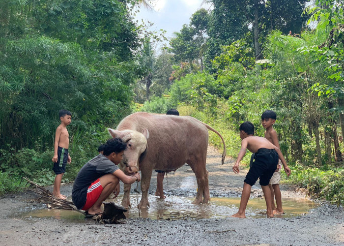 Begini Cara Warga  Sindir Pemkab Lamsel, Mandikan Kerbau di Kubangan Jalan Rusak