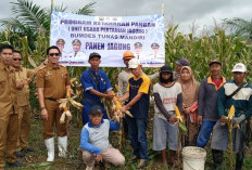 Desa Negara Ratu Penen Jagung Perdana Program BUMDes Tahun 2025, Camat:Semoga Panen Berikutnya Lebih Berlimpah
