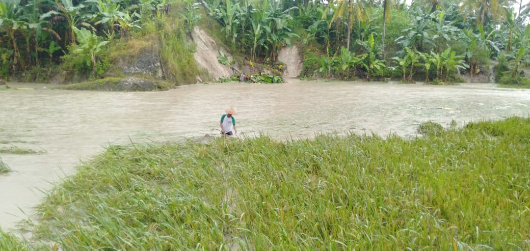 Harapan Petani Disapu Banjir, Ratusan Juta Sirna