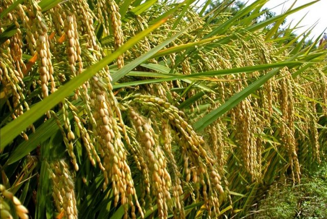 Petani Didorong Tanam Padi Genjah