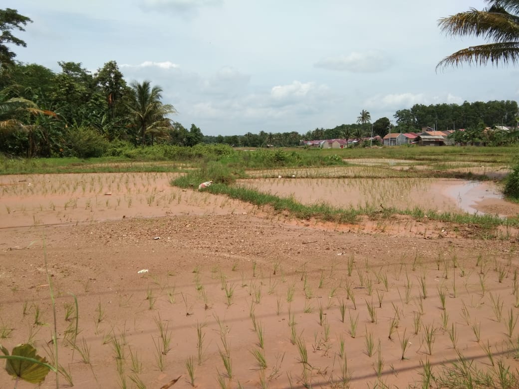 Sawah Petani Rusak Ditimbun Tanah Galian