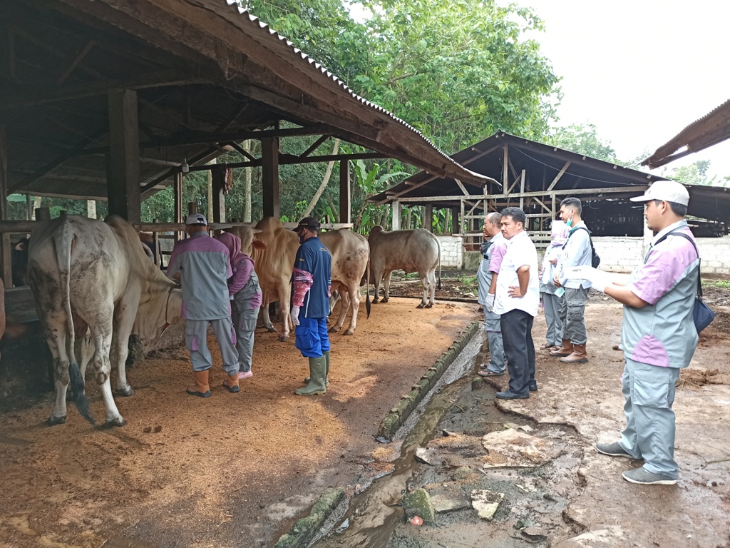 Hewan Kurban di Tanjungbintang Dicek