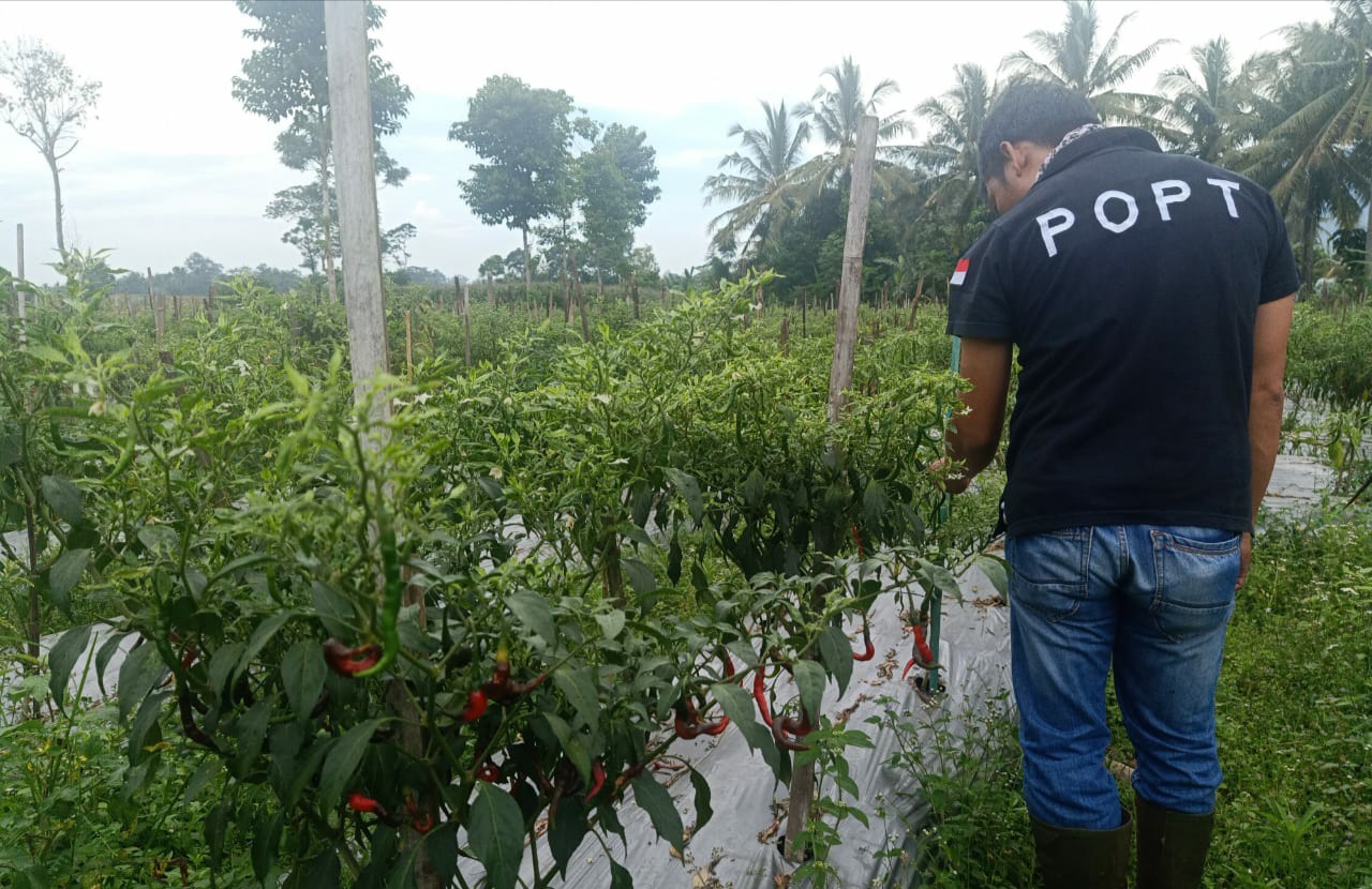 Program Dem Area Hasilkan Padi Organik Berkualitas