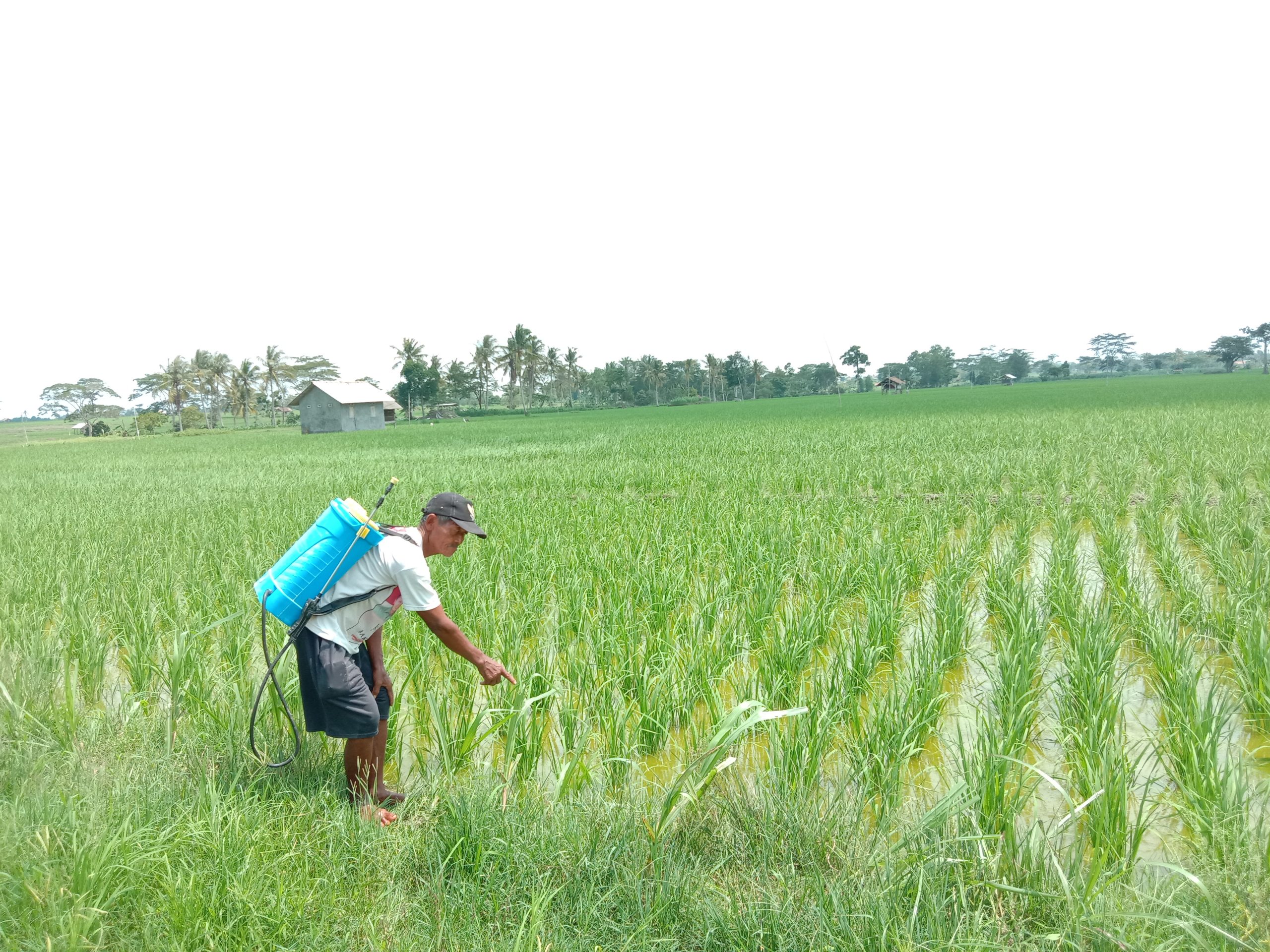 Varian Hama Serang Sawah Petani