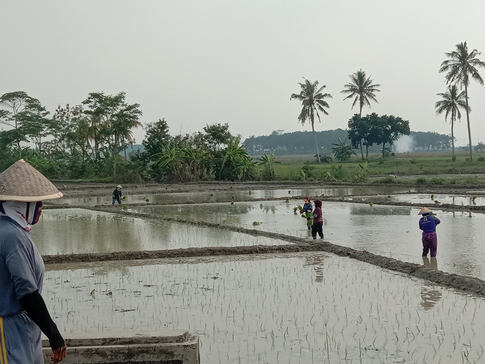 Ribuan Hektar Sawah dan Belasan Desa Terendam