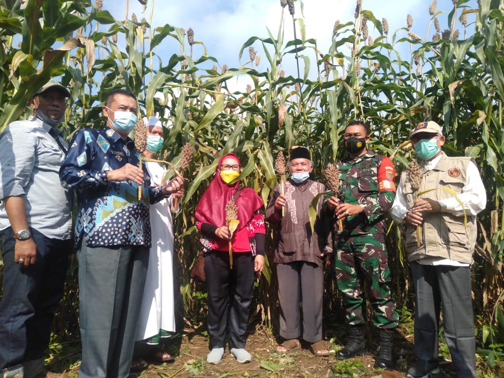 Panen Sorgum di Tanah Wakaf