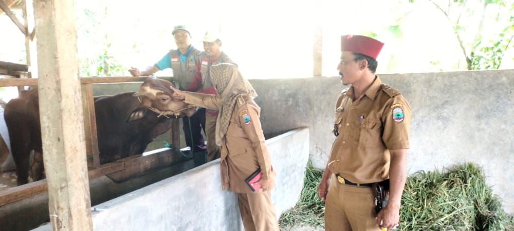 300 Ekor Sapi Vaksin Lagi