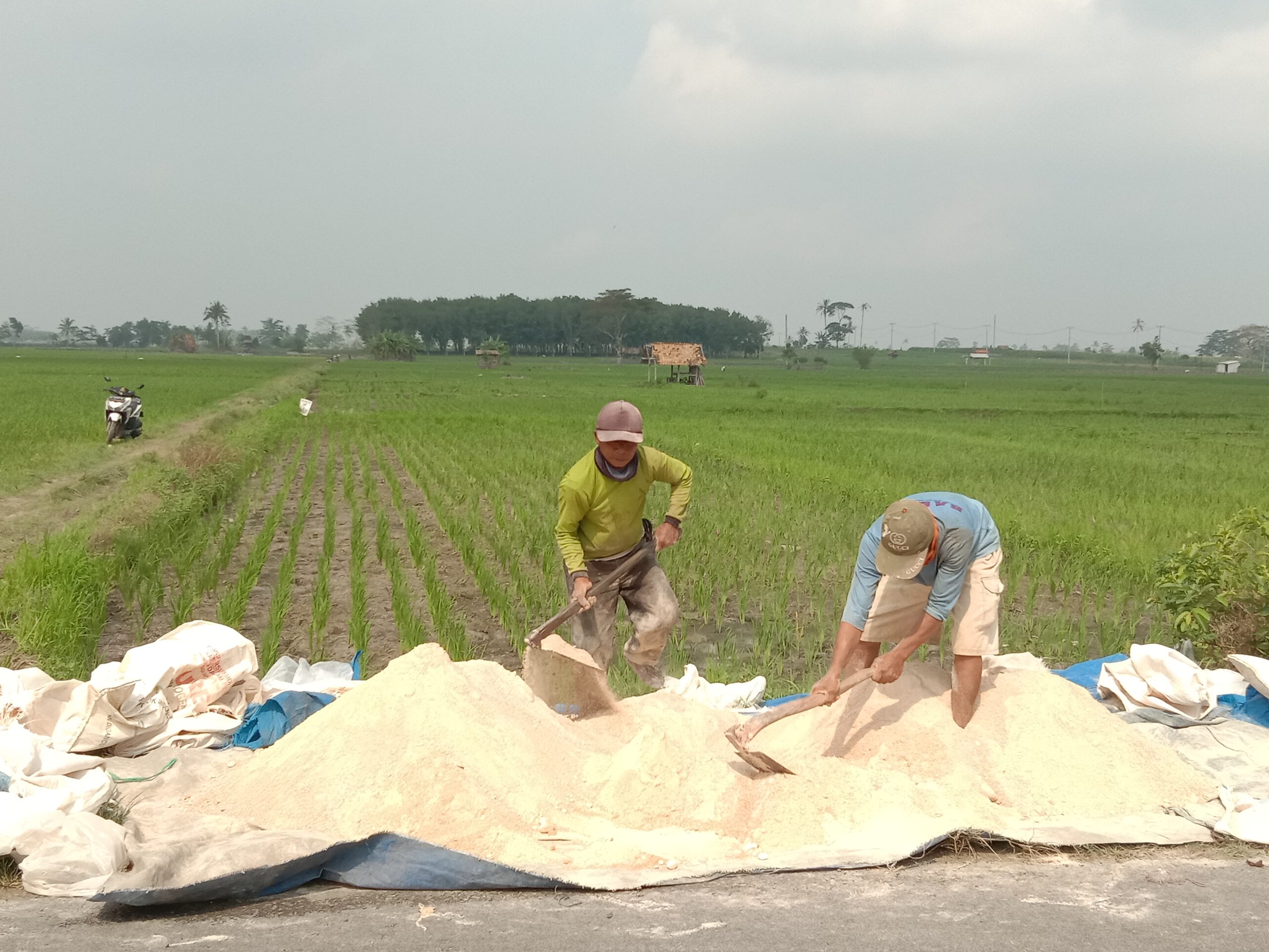 Pelaku Usaha Bidik Peluang Bisnis Tanam Musim Gadu