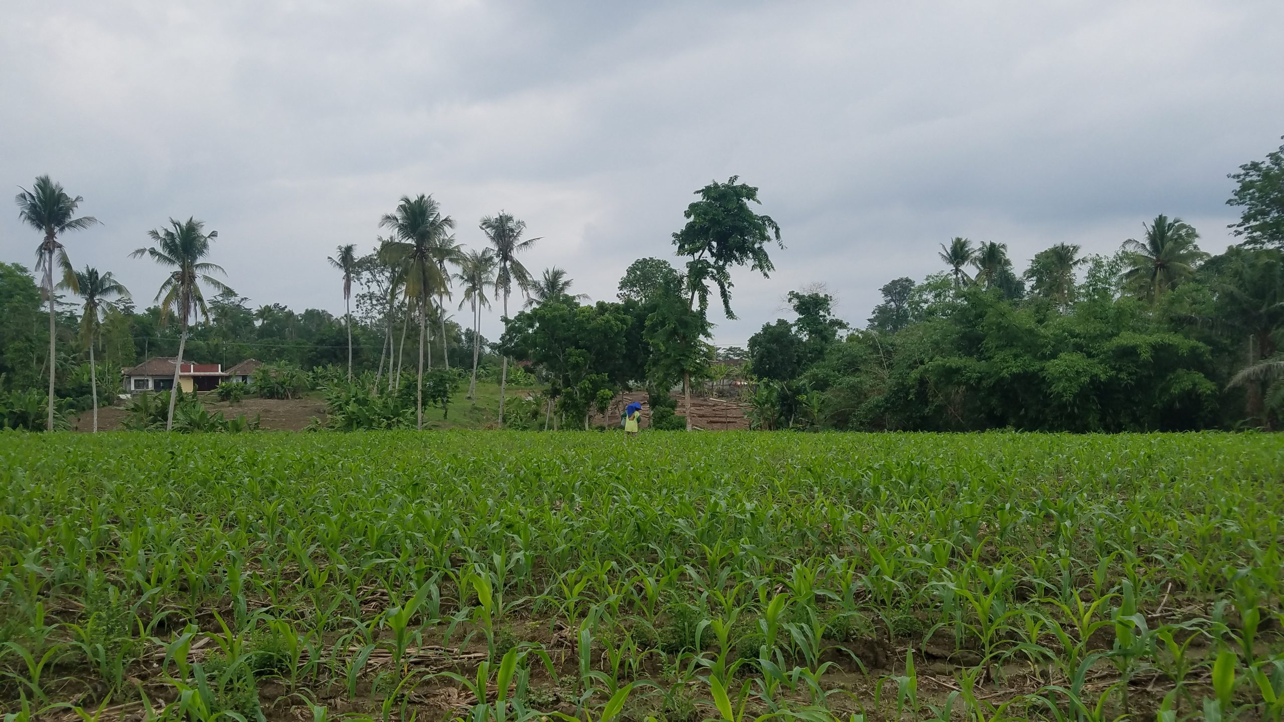 Pisang Tak Laku Menjelang Lebaran