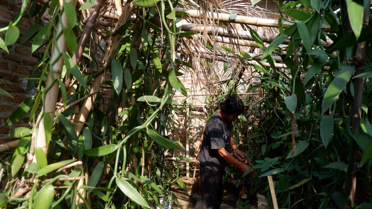 Sutrisno Sulap Pekarangan Rumah Jadi Kebun Vanili