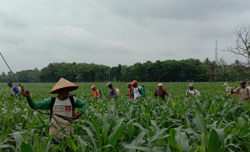 Dinas Pertanian Basmi Hama Penyakit Tanaman Jagung Warga