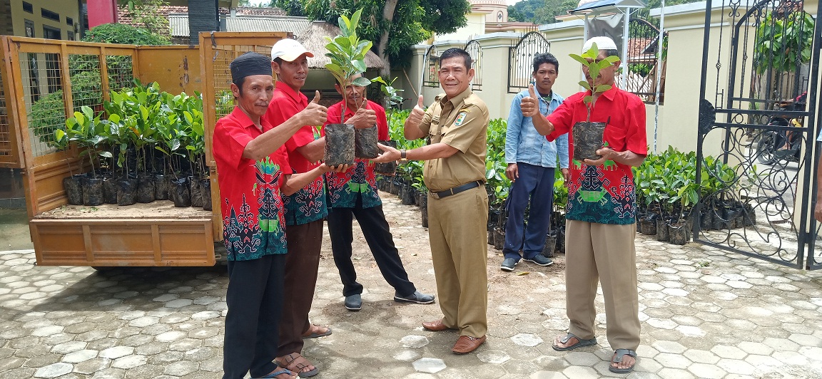 Pemerintah Desa Gebang Bagikan 2 Ribu Bibit Pohon Buah Cempedak