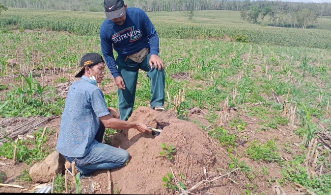 Dinas Pertanian dan Dinas Ketahanan Pangan Kendalikan Hama Tikus