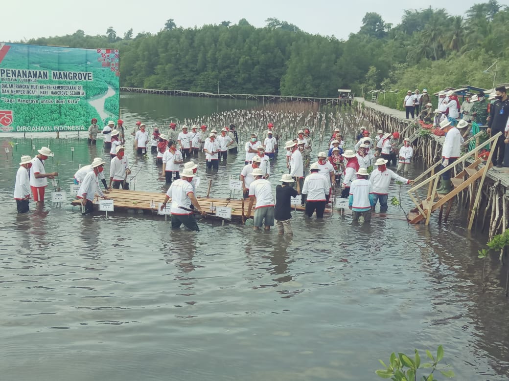 Pemprov Lampung Tanam 2020 Pohon Mangrove