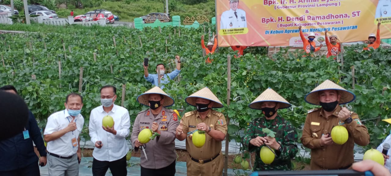 Gubernur Arinal Dukung Pengembangan Hortikultura Pesawaran