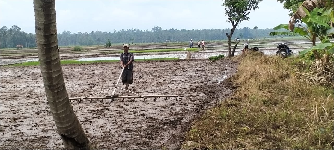 Kelangkaan Pupuk dan Hama Wereng Ancam Petani