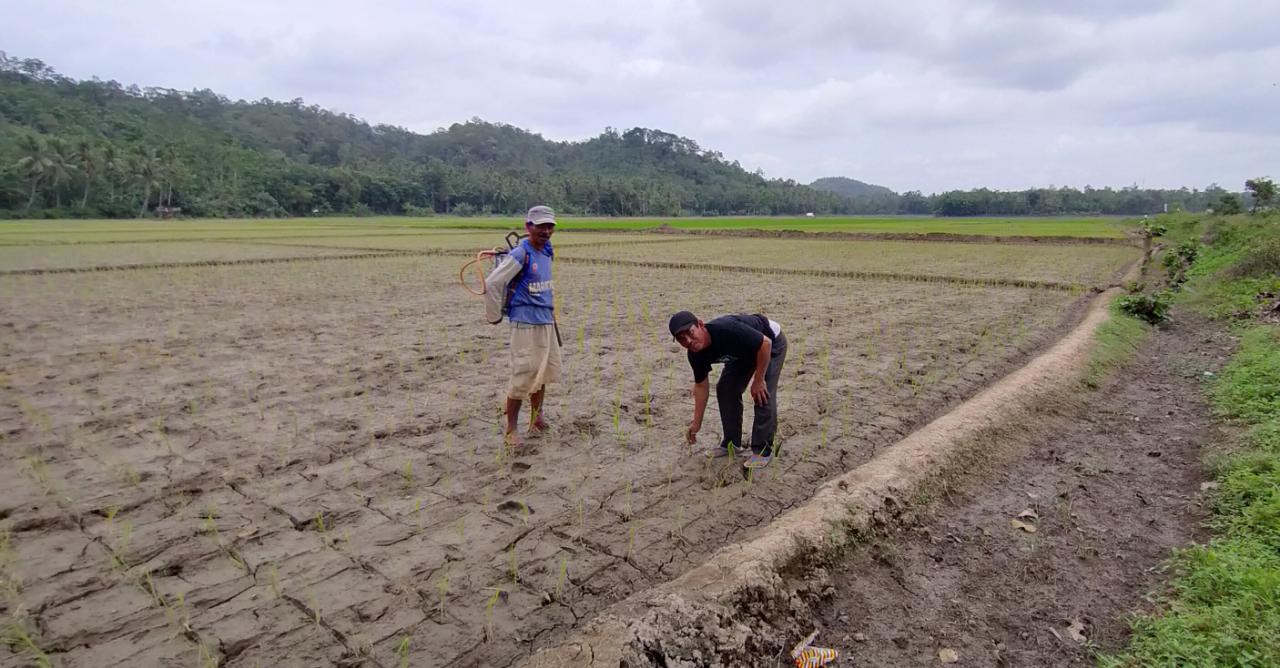 Petani Way Lima Kesulitan Peroleh Pupuk