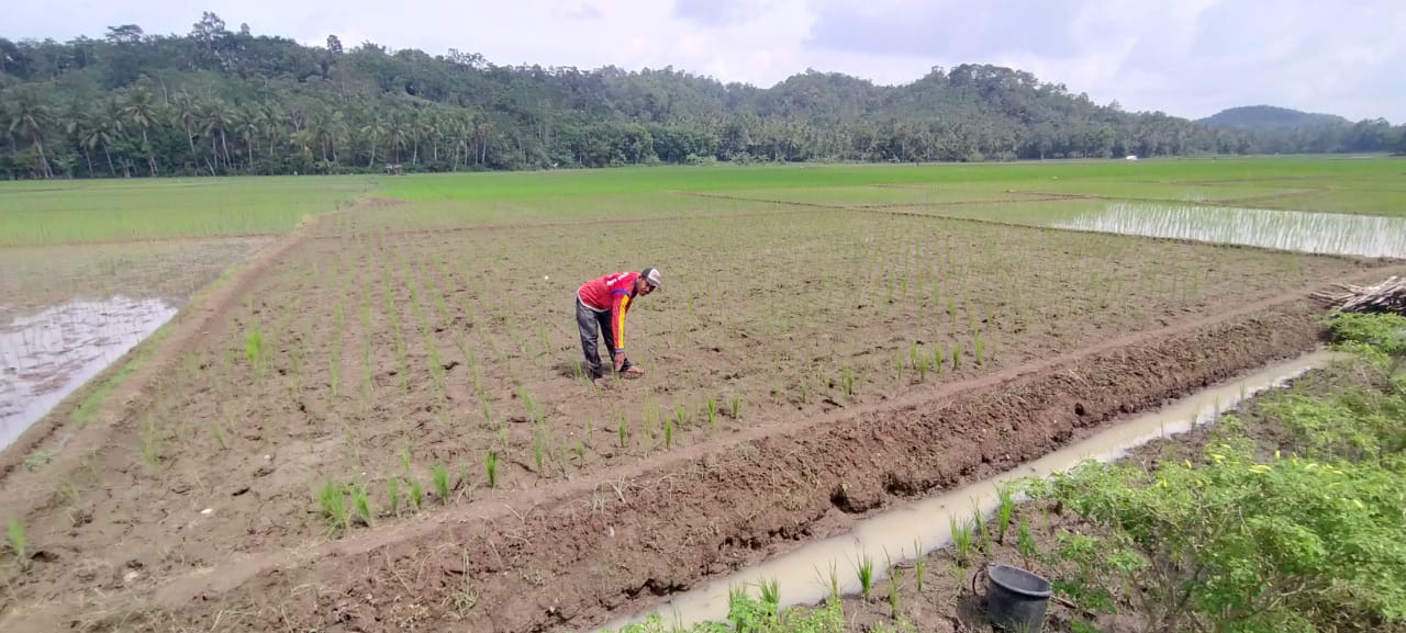 Petani Khawatir Alami Gagal Panen