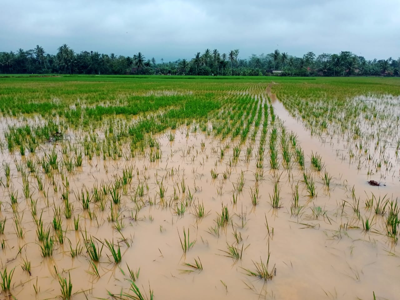 Jika Sawah Terancam Puso, Dinas Pertanian Siapkan Bantuan Benih