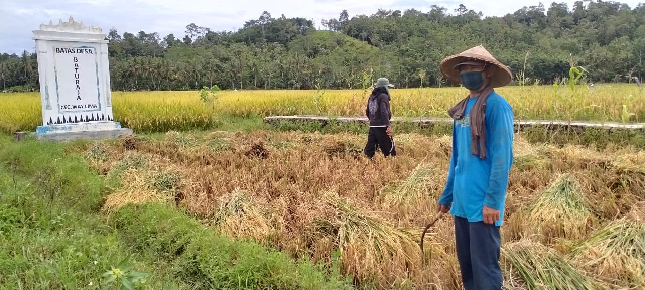 Harga Gabah Kering Pungut Anjlok