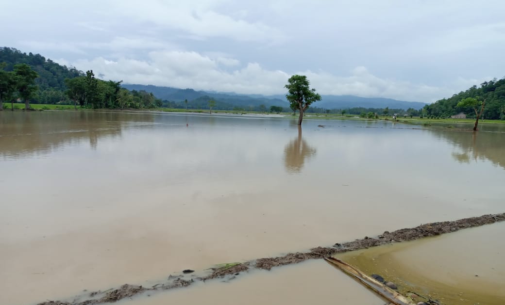 297 Hektar Sawah 3 Kecamatan Terendam Air