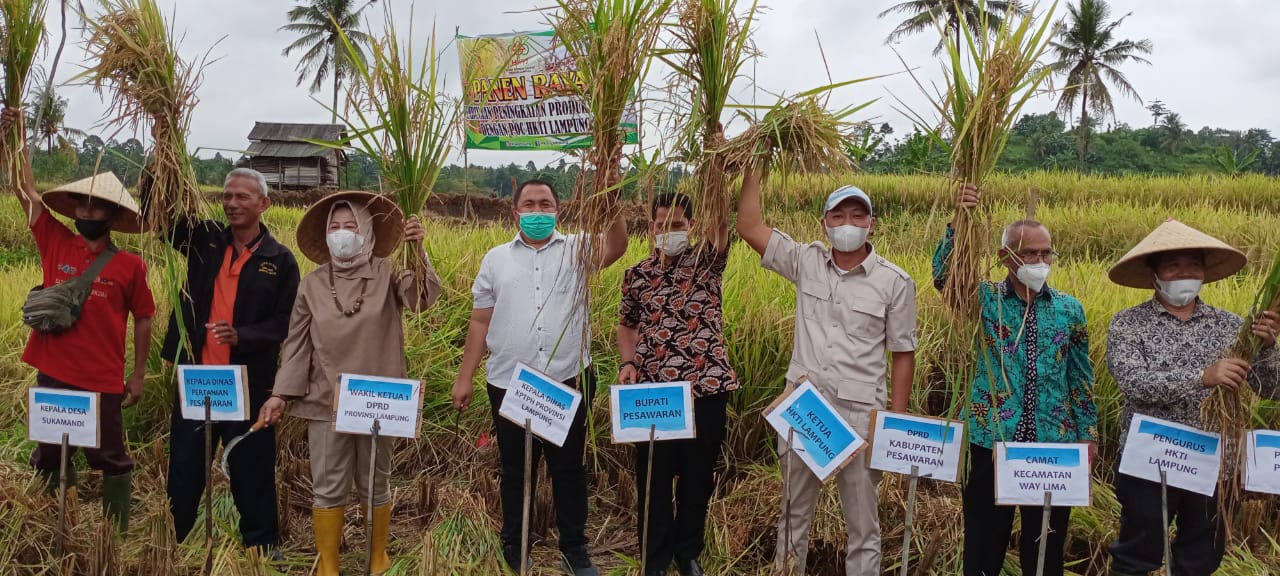 Pengurus HKTI Lampung Panen Raya Padi Bersama Petani Way Lima