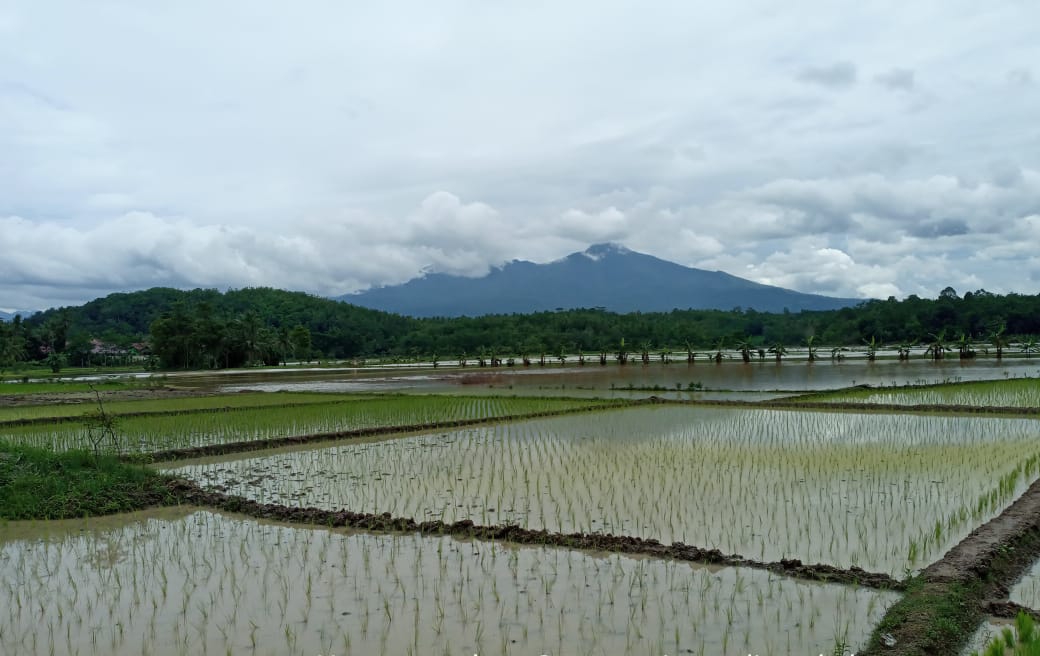 64 Hektar Sawah Terancam Puso, Dinas Pertanian Siapkan Bantuan Benih