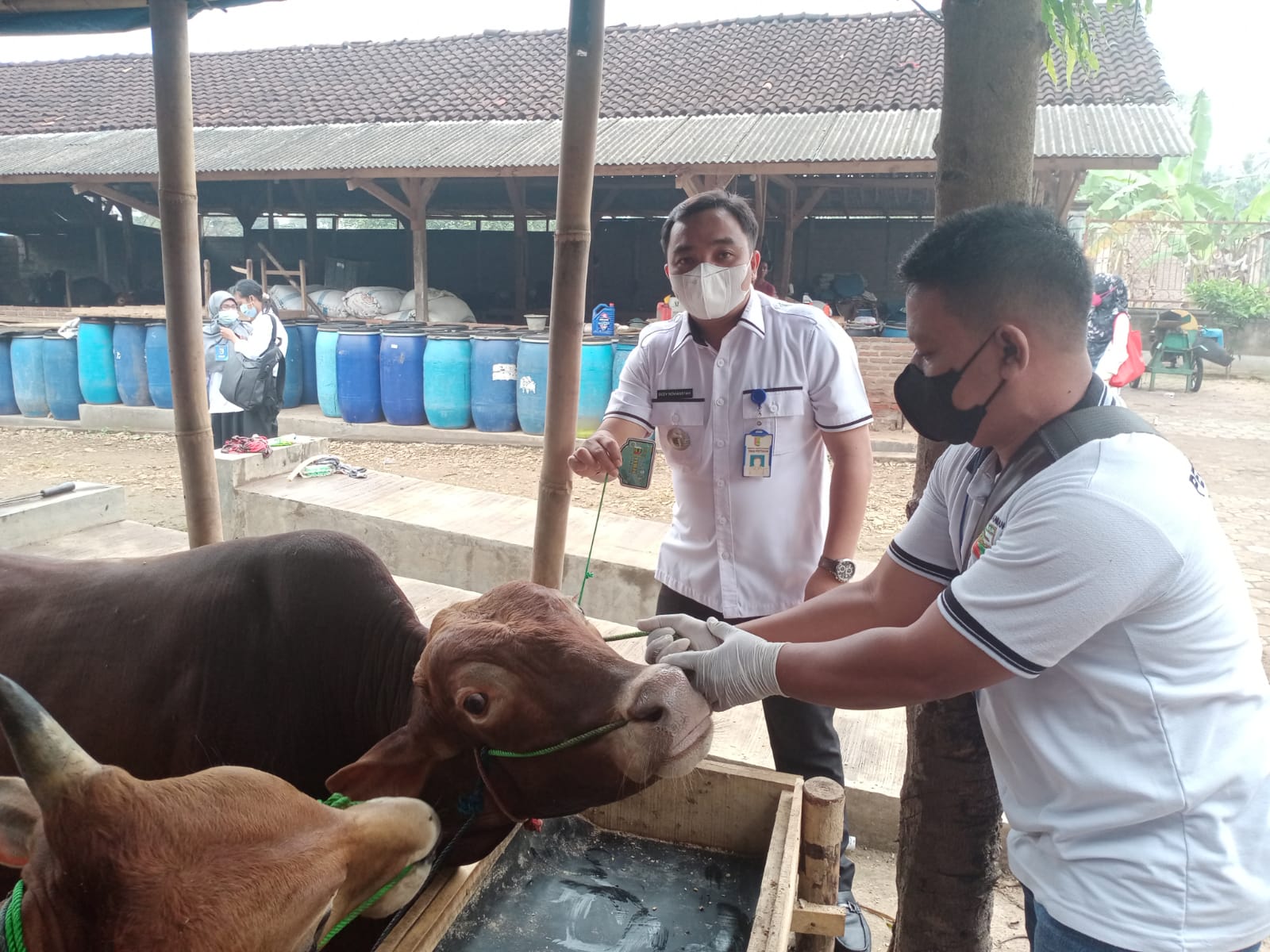 Dinas Pertanian Pastikan Ketersedian dan Kesehatan Hewan Qurban Terjaga