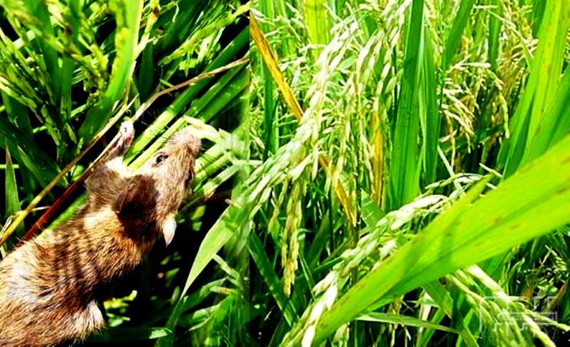 PPL Dampingi Petani Gerdal Tikus Serentak