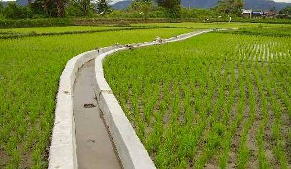 Musim Kemarau, Hasil Panen Turun Harga Jagung Naik