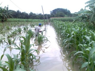 80 Hektar Kebun Jagung Terendam Banjir