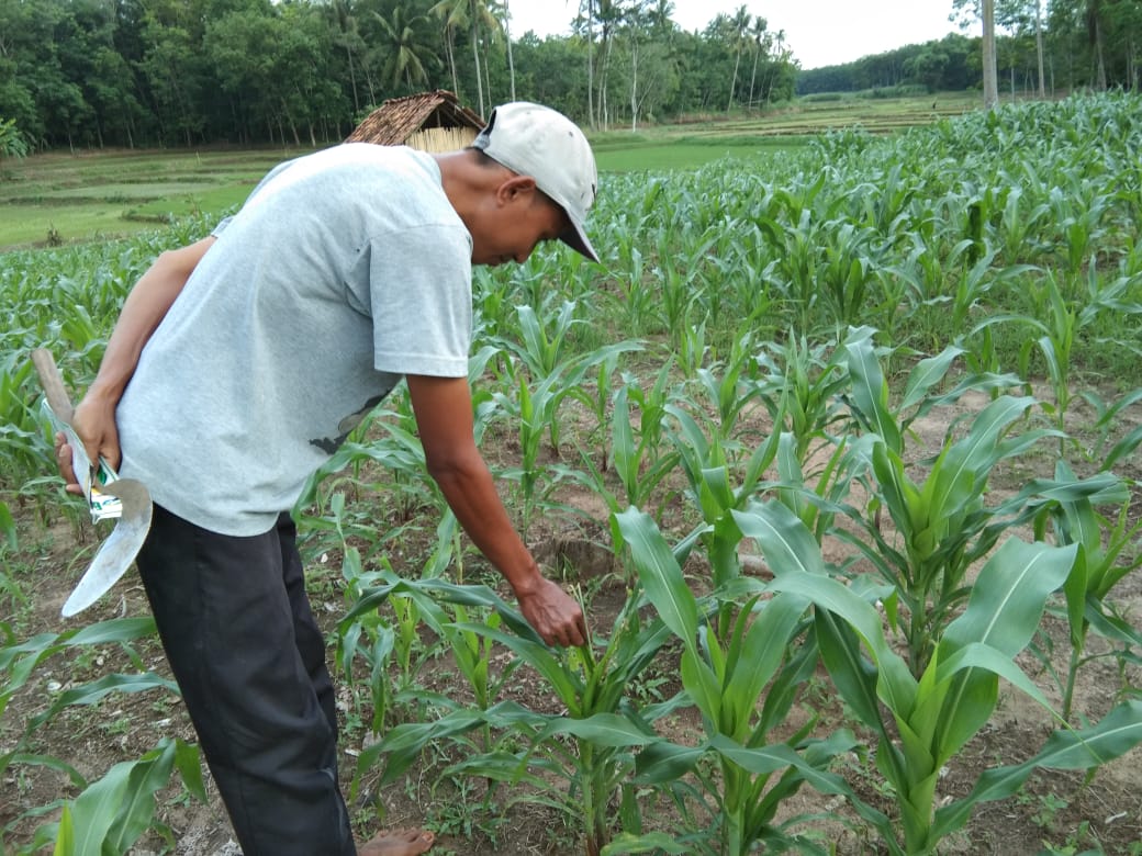 Mahalnya Harga Pupuk Urea Dikeluhkan Petani