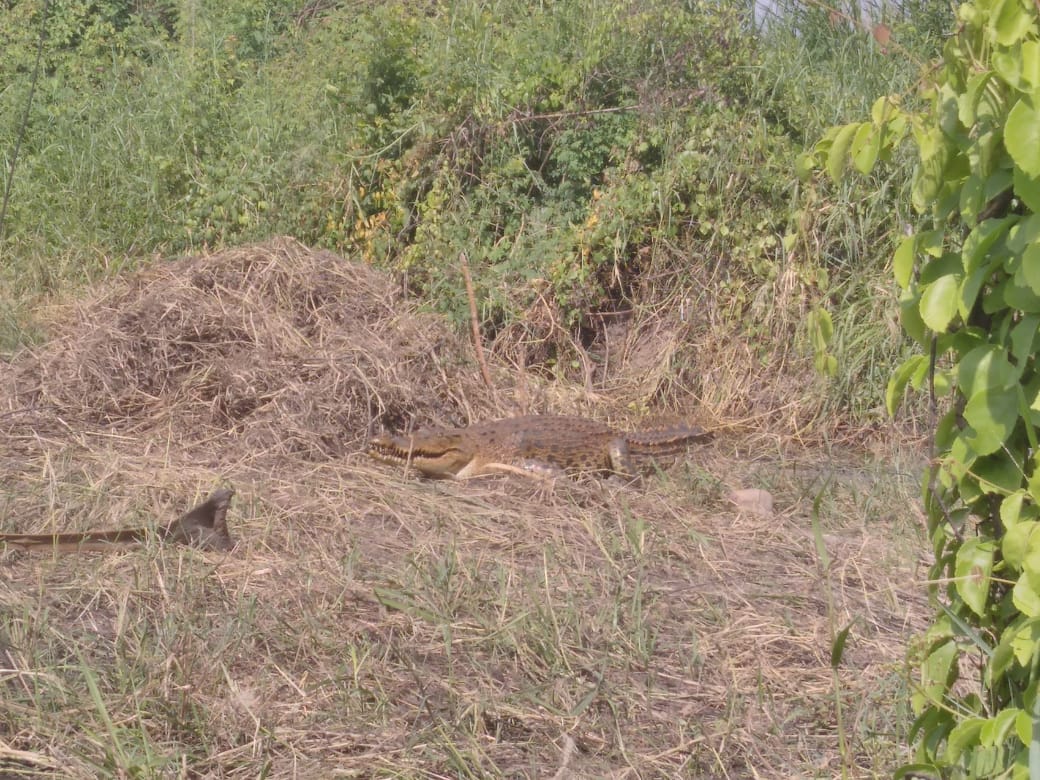 Kemunculan Buaya Hebohkan Warga