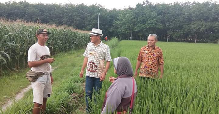 Tekan Hama, Pengendalian Secara Serentak