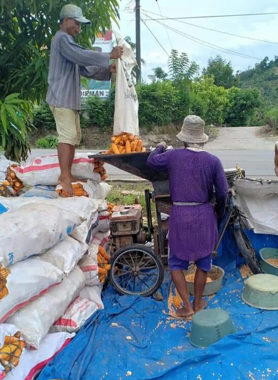 Petani Terpuruk, Jelang Panen Harga Jagung Anjlok